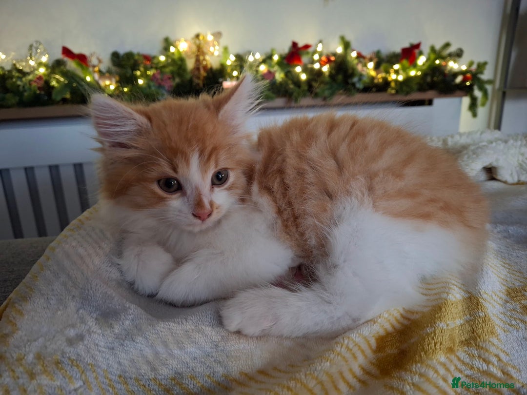 Maine Coon cats for sale: Beautiful Part Maine Coon/Ragdoll Long Haired Male - Advert 8