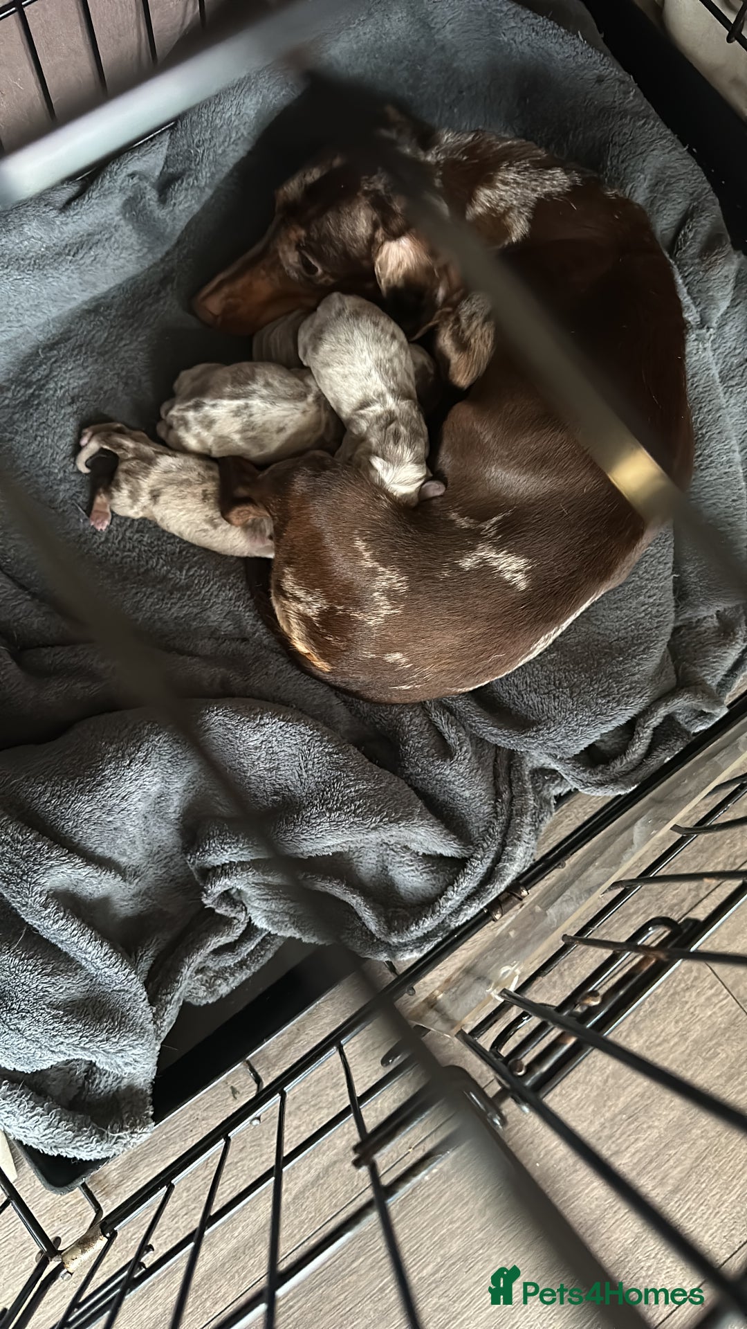 Dachshund dogs for stud: Kc studs available 💥both proven  in Bilston - Image 9