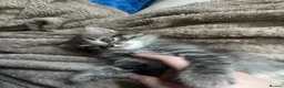 Perdoll cats for sale: Persian Ragdoll Tabby Kittens  - Advert 26