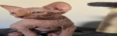 Sphynx 1