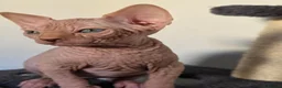 Sphynx cats for sale: ✨ Exceptional Sphynx Kittens Available ✨ - Advert 25