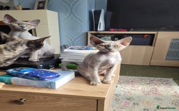 Devon Rex cats for sale: Beautiful GCCF Devon Rex kittens - Image 2