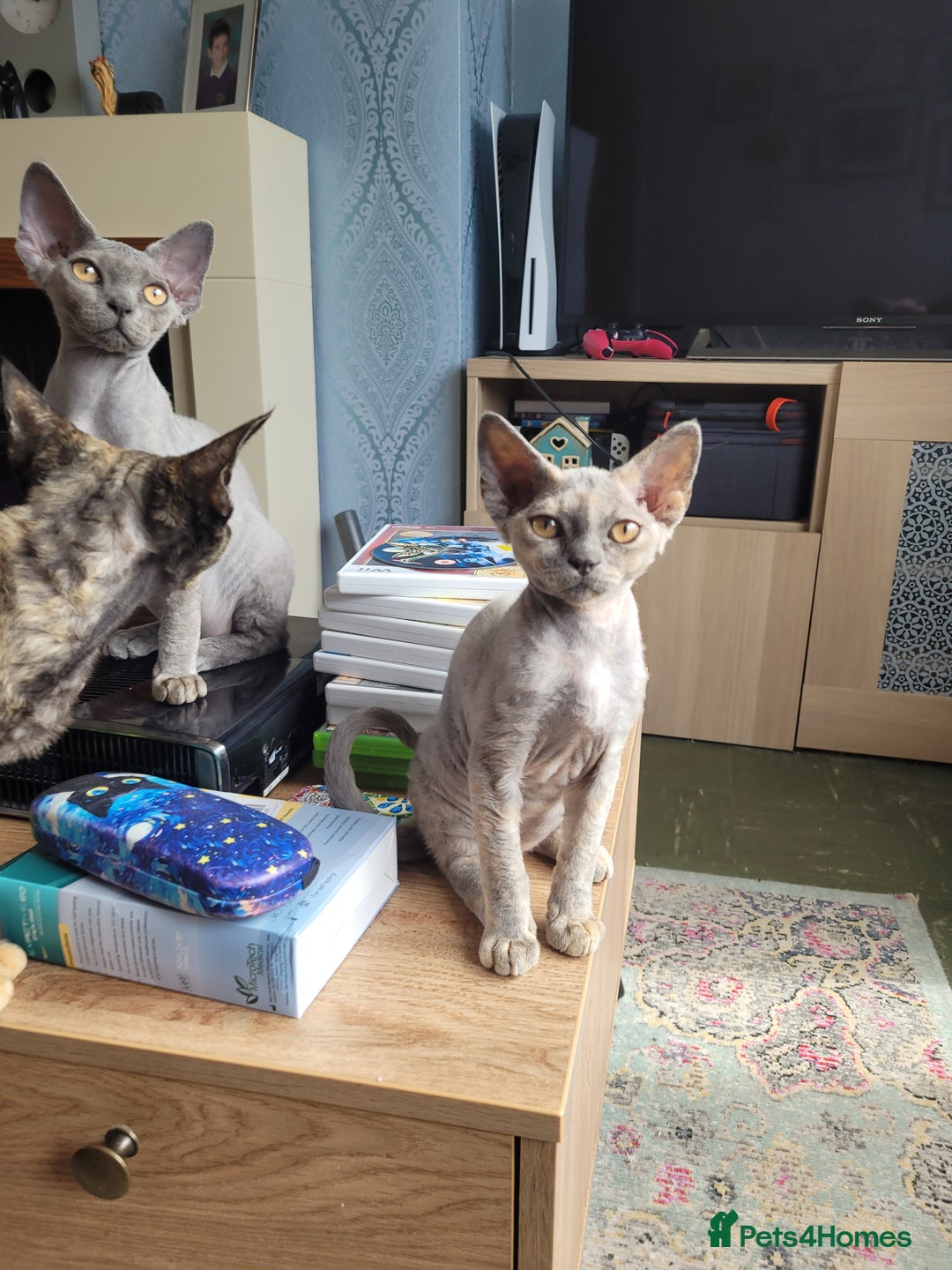 Devon Rex cats for sale: Beautiful GCCF Devon Rex kittens - Image 2