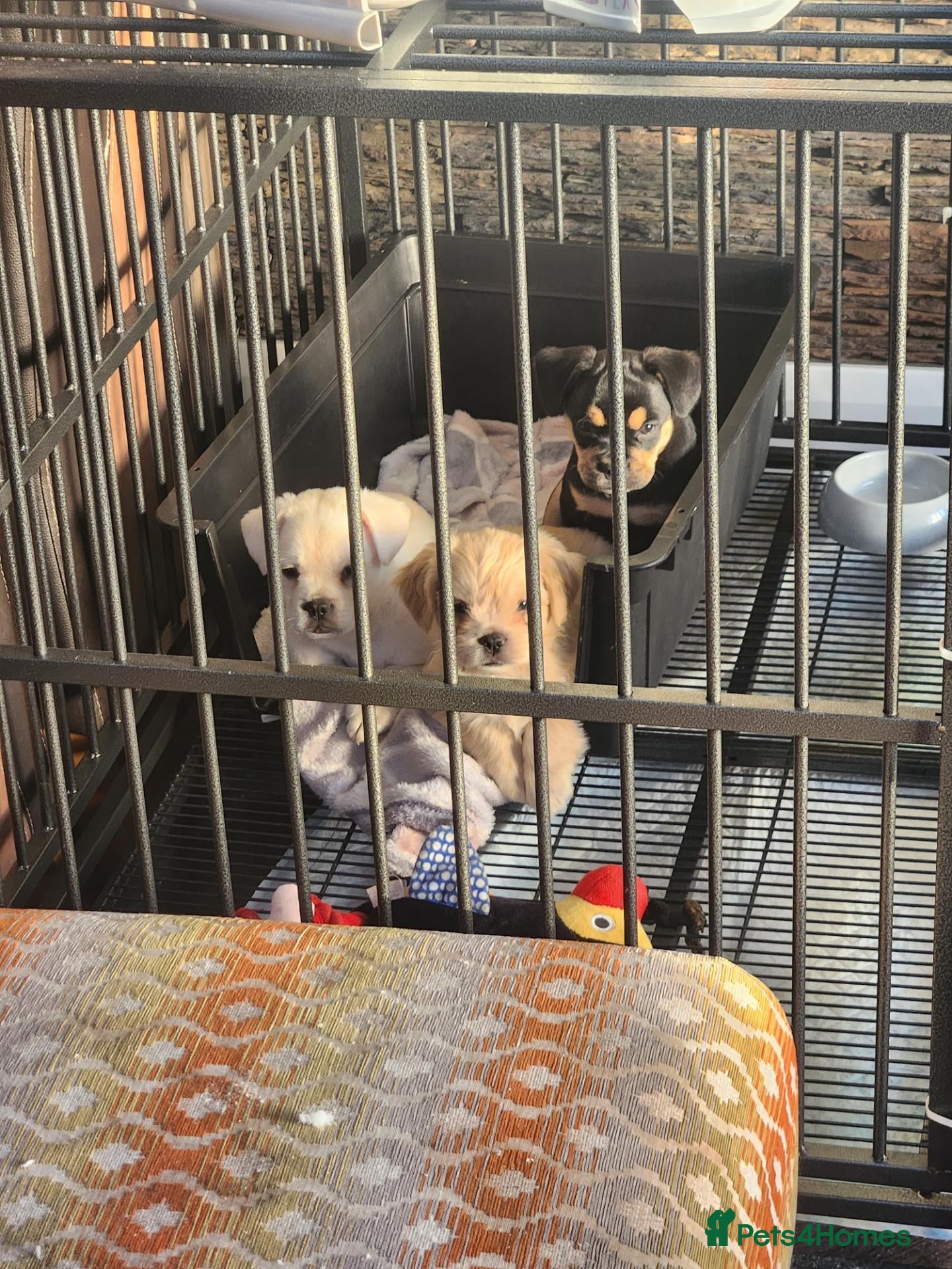 Mixed Breed dogs 2 x males pups  - Advert 3