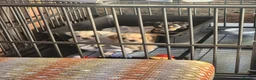 Mixed Breed dogs for sale: 2 x males pups  - Advert 1