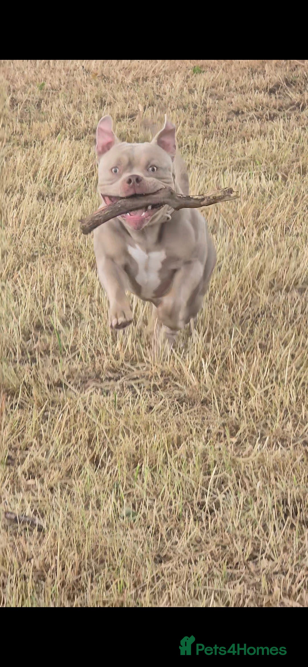 American Bully dogs for sale: Male pocket bully for rehoming - Advert 6