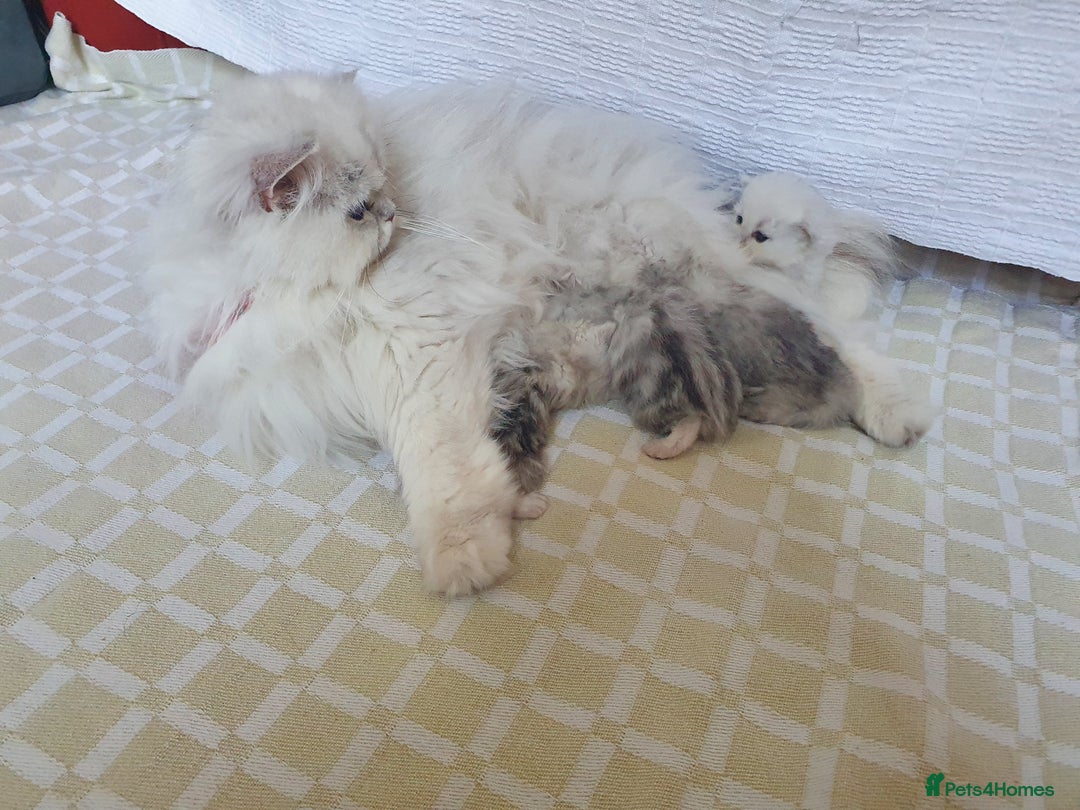 Persian cats for sale: Ready Persian Chinchilla kittens - Image 5