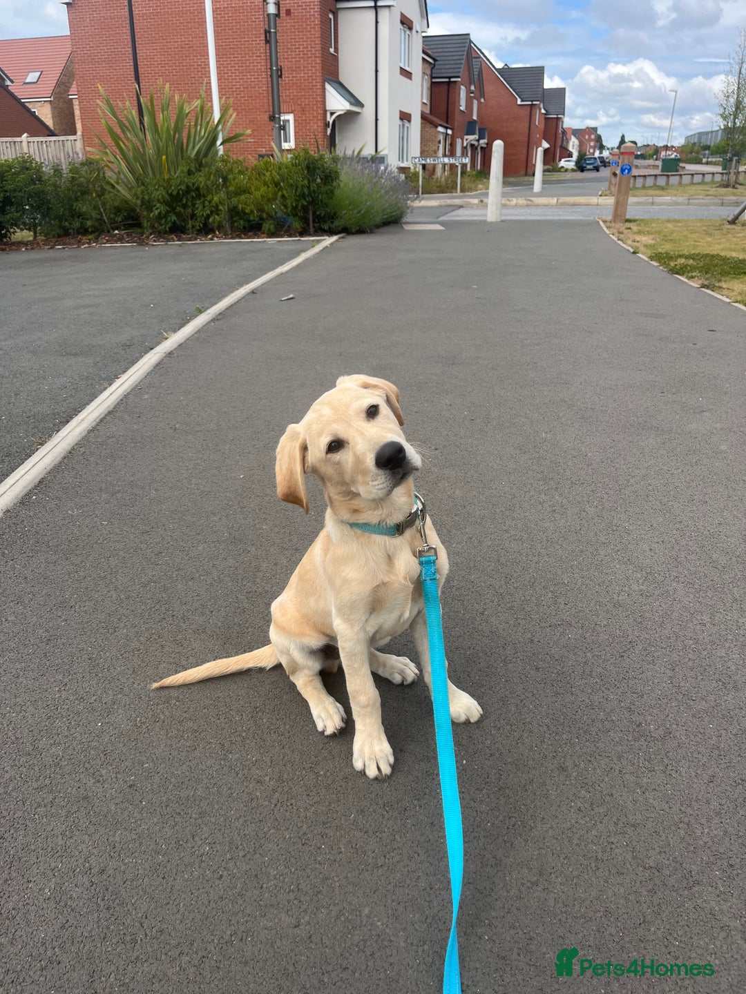 Labrador Retriever dogs for sale: 5 Month old Labrador  Retriever for Sale  - Image 3