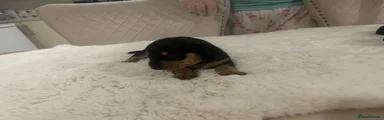 Dachshund 4