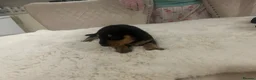 Dachshund dogs for sale: 7 beautiful puppy’s looking for a forever home.  - Advert 14