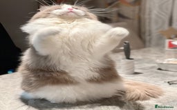 Ragdoll cats for stud: 5 Pedigree TICA European Famous R-Bloodline  in London - Image 17