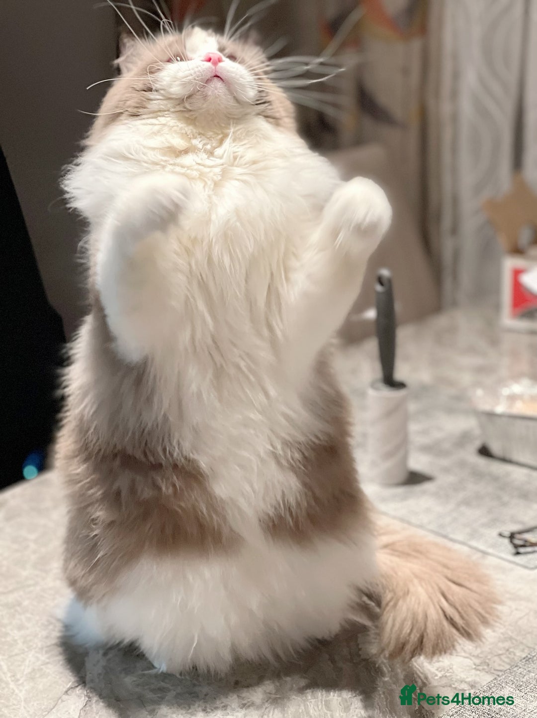 Ragdoll cats for stud: 5 Pedigree TICA European Famous R-Bloodline  in London - Image 17