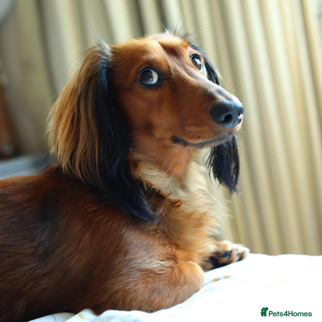 Miniature Dachshund dogs for stud: Meet our beautiful boy Tequila! - Advert 4