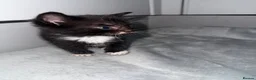 Domestic Shorthair cats for sale: 6 beautiful kittens  - Advert 2