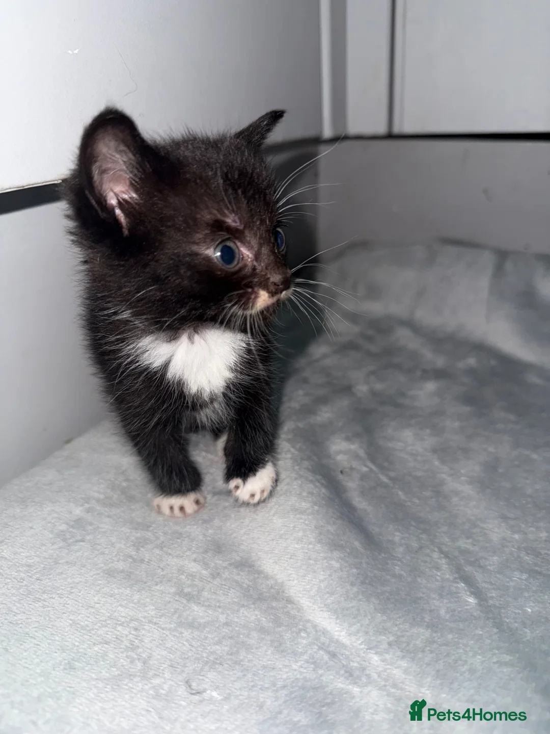 Domestic Shorthair cats for sale: 6 beautiful kittens  - Advert 2