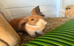 French Lop rabbits for sale: 5 adorable lop eared rabbits for sale! - Image 1
