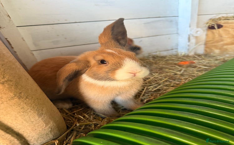 French Lop rabbits - Advert 1
