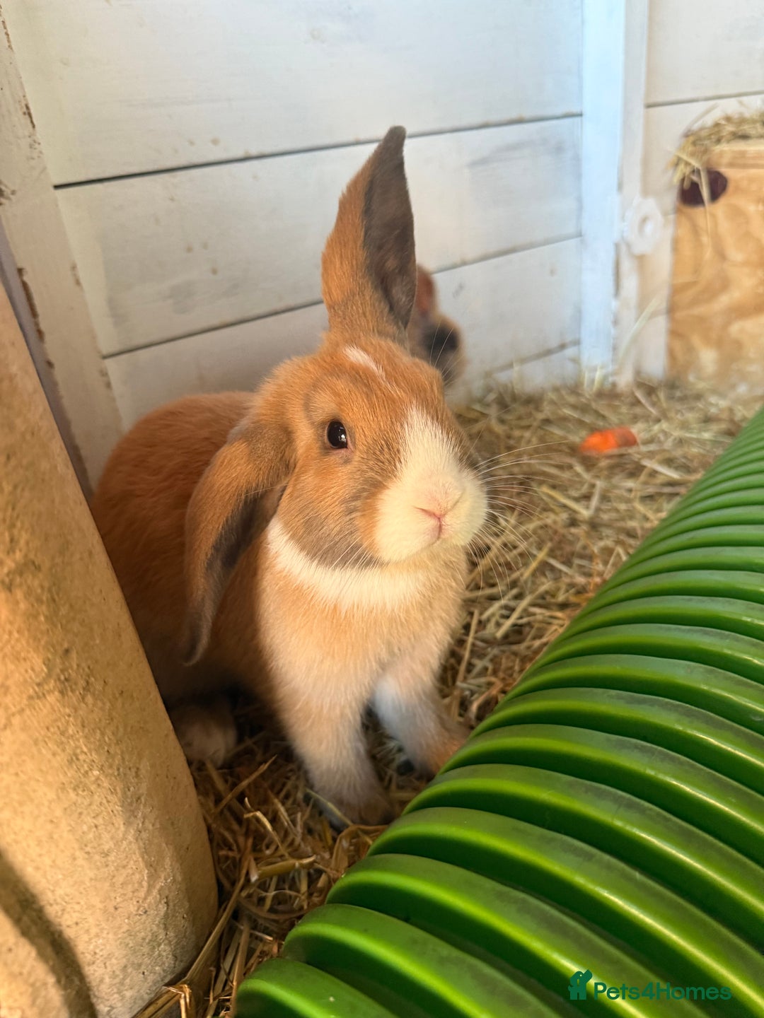 French Lop rabbits for sale: 5 adorable lop eared rabbits for sale! - Image 1