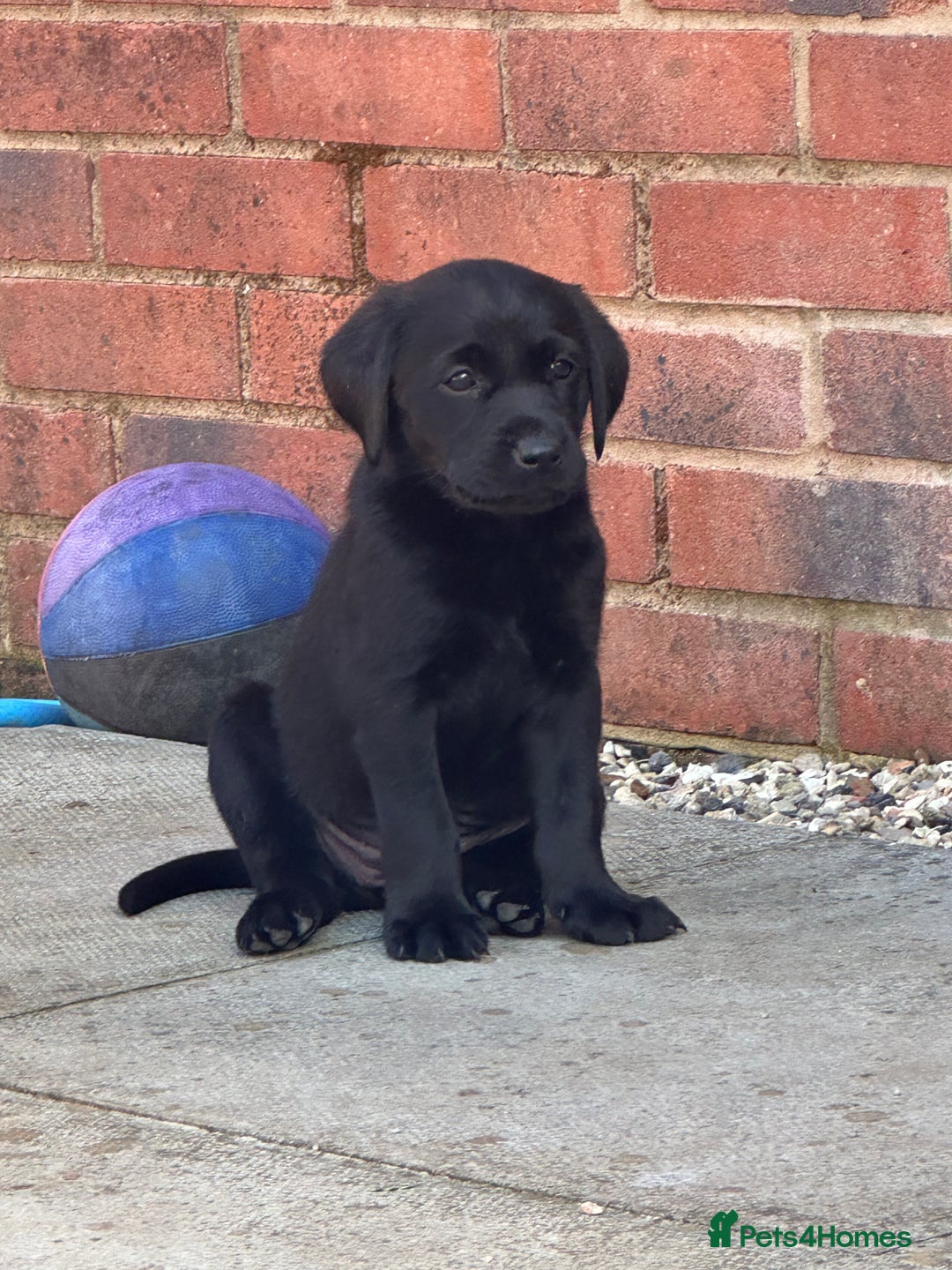 Labrador Retriever dogs for sale: 2beautiful black puppiesAVAILABLE READY to leave. - Image 2