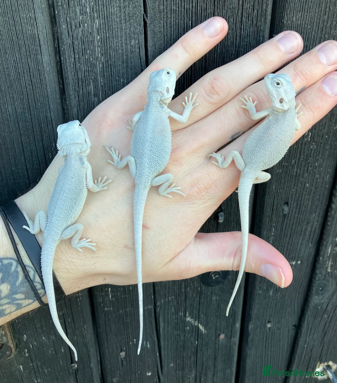 Bearded Dragon reptiles for sale: Various Bearded Dragon Morphs in Downham Market - Advert 3