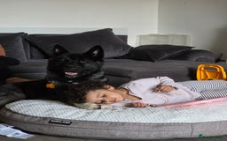 Akita dogs for sale: American Akita- Loyal and a wonderful temprement. - Image 11