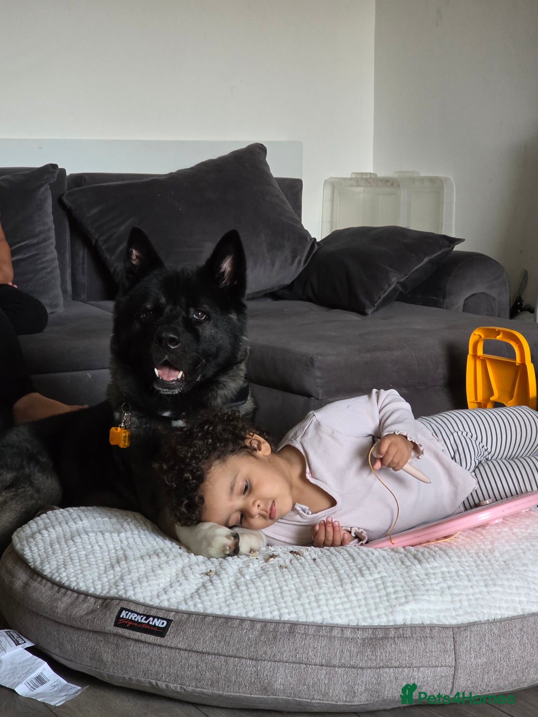 Akita dogs for sale: American Akita- Loyal and a wonderful temprement. - Image 11