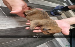 Mixed Breed dogs for sale: Staffie bullweiler puppies  - Image 5