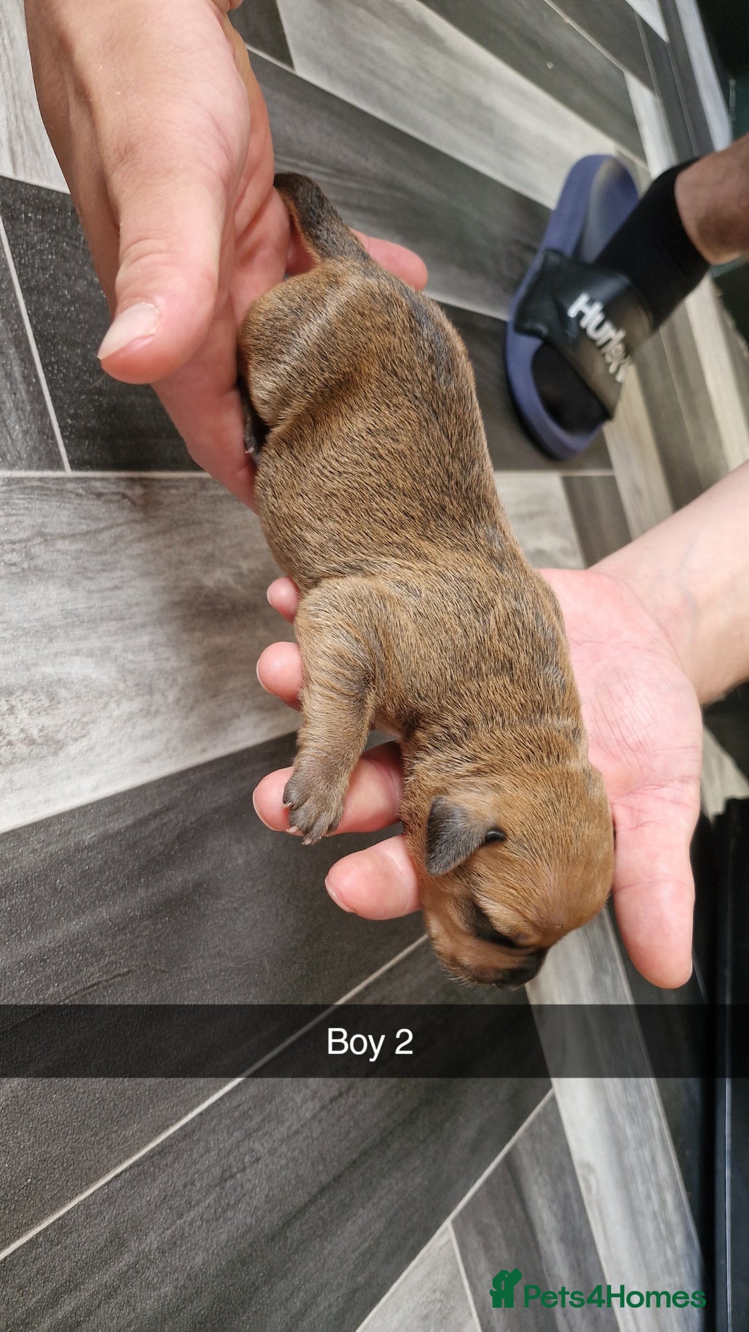 Mixed Breed dogs for sale: Staffie bullweiler puppies  - Image 5