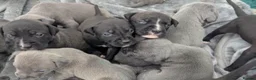 Staffordshire Bull Terrier dogs for sale: Stunning original black/blue Staff pups *rare* - Advert 7