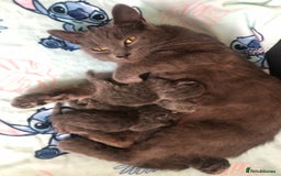 British Shorthair cats for sale: Shorthair x Maincoon kittens for sale - Image 19