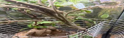 Chameleon reptiles for sale: CB Yemen / Veiled Chameleon Babies – Pied Mother - Advert 5