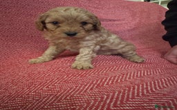 Cavapoo dogs for sale: Gorgeous F1 Cavapoo pups (1 male 1 female left)   - Image 10