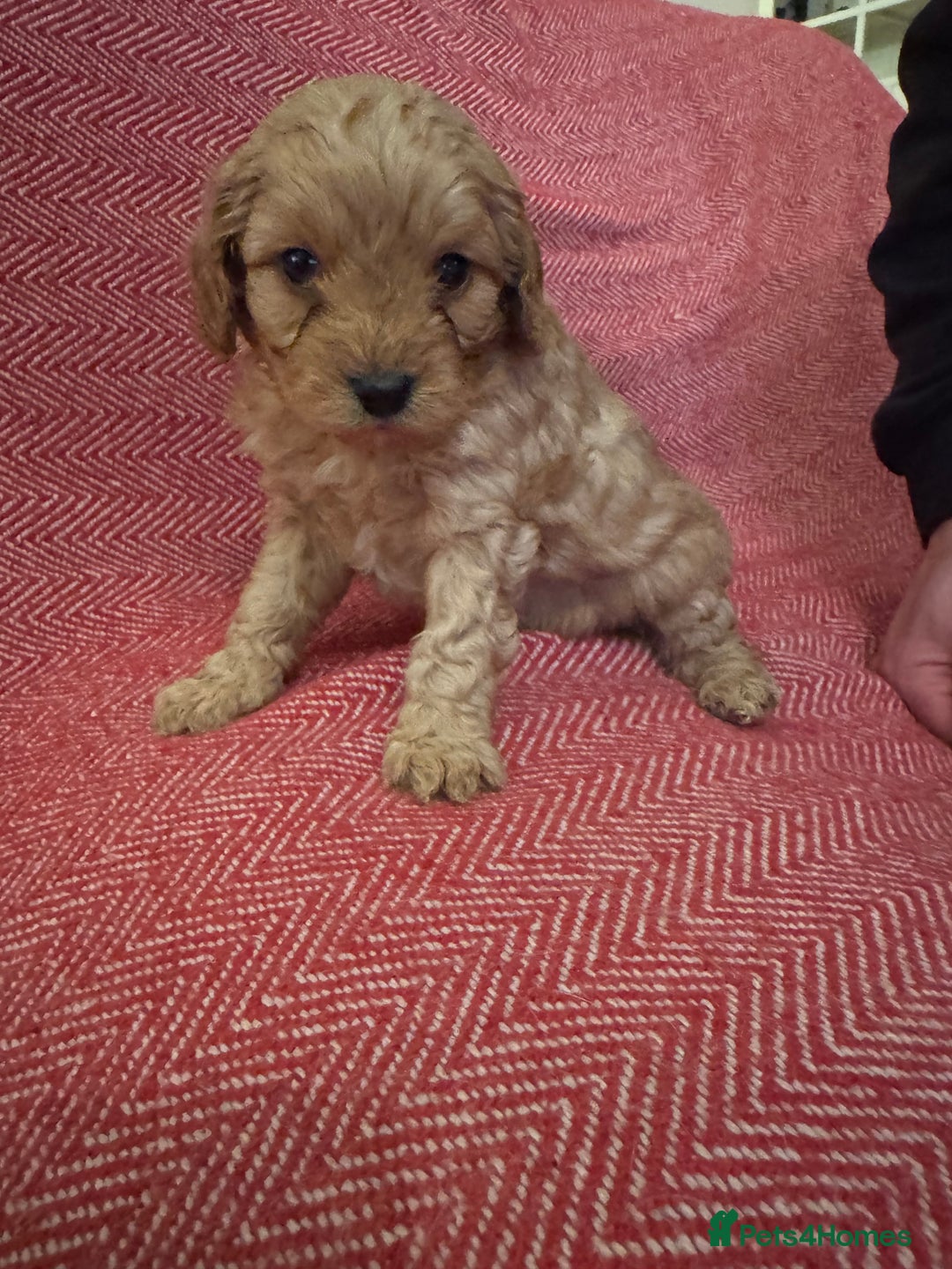 Cavapoo dogs for sale: Gorgeous F1 Cavapoo pups (1 male 1 female left)   - Image 10