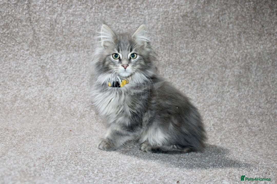 Maine Coon cats for sale: Plush PusZ XXL TICA registered Maine Coon Kittens - Advert 1