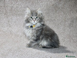 Maine Coon cats Plush PusZ XXL TICA registered Maine Coon Kittens - Advert 2