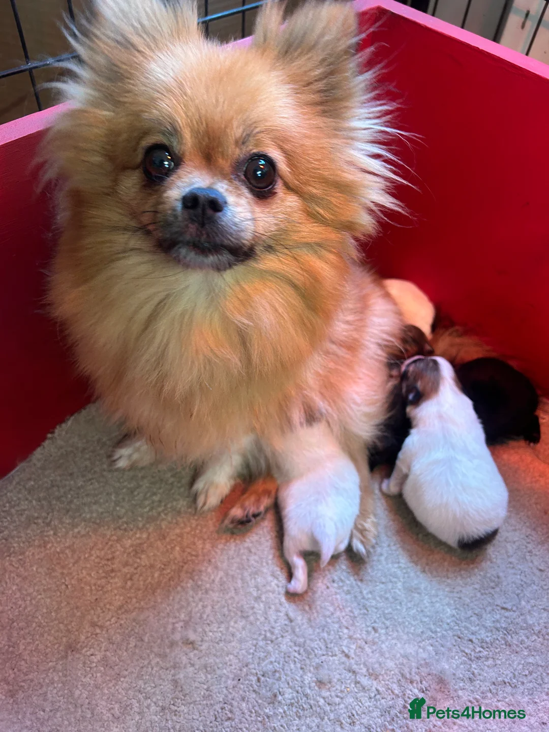 Pomeranian dogs for sale: Rainbow litter all different colors and markings  - Advert 2