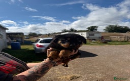 Rottweiler dogs for sale: beautiful pedigree rottweilers  - Image 21