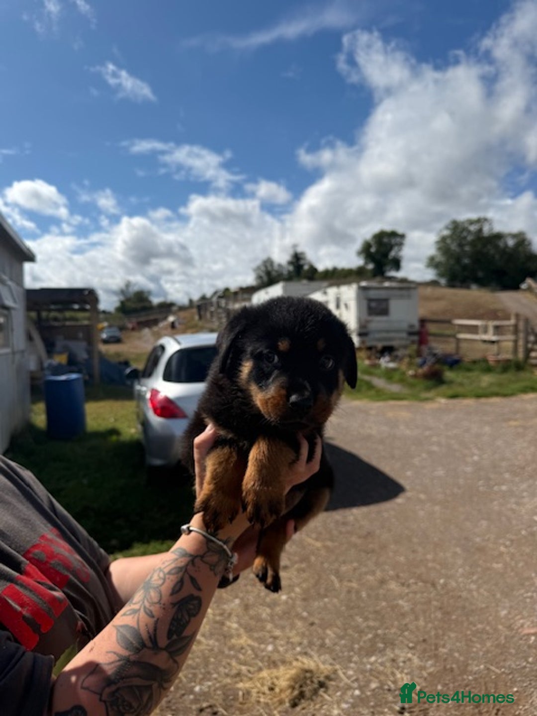 Rottweiler dogs for sale: beautiful pedigree rottweilers  - Image 21