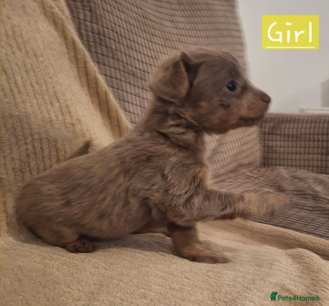 Russian Toy Terrier dogs for sale: Pure blood Russian Toy smooth and long haired - Image 14