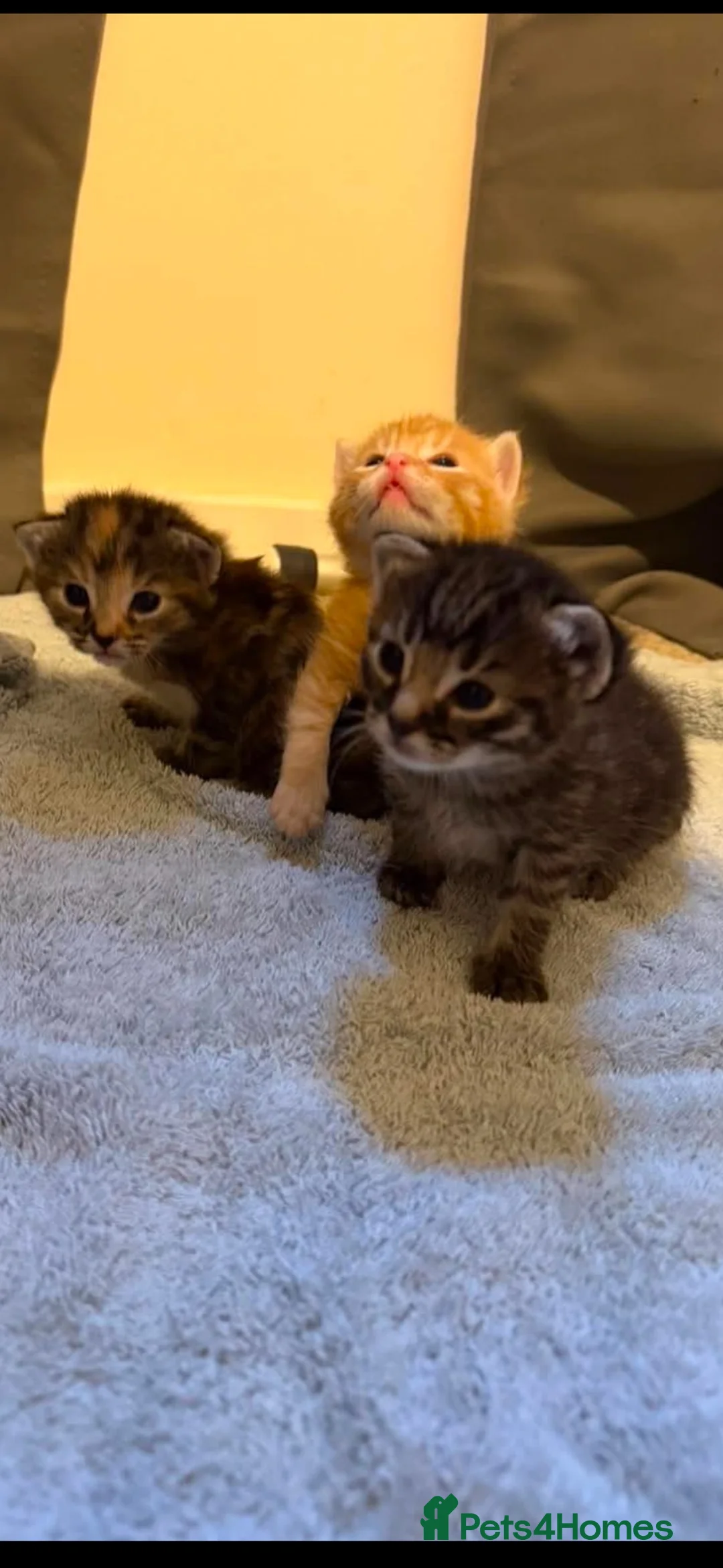 Mixed Breed cats for sale: Female mixed  in Newton Abbot - Advert 3
