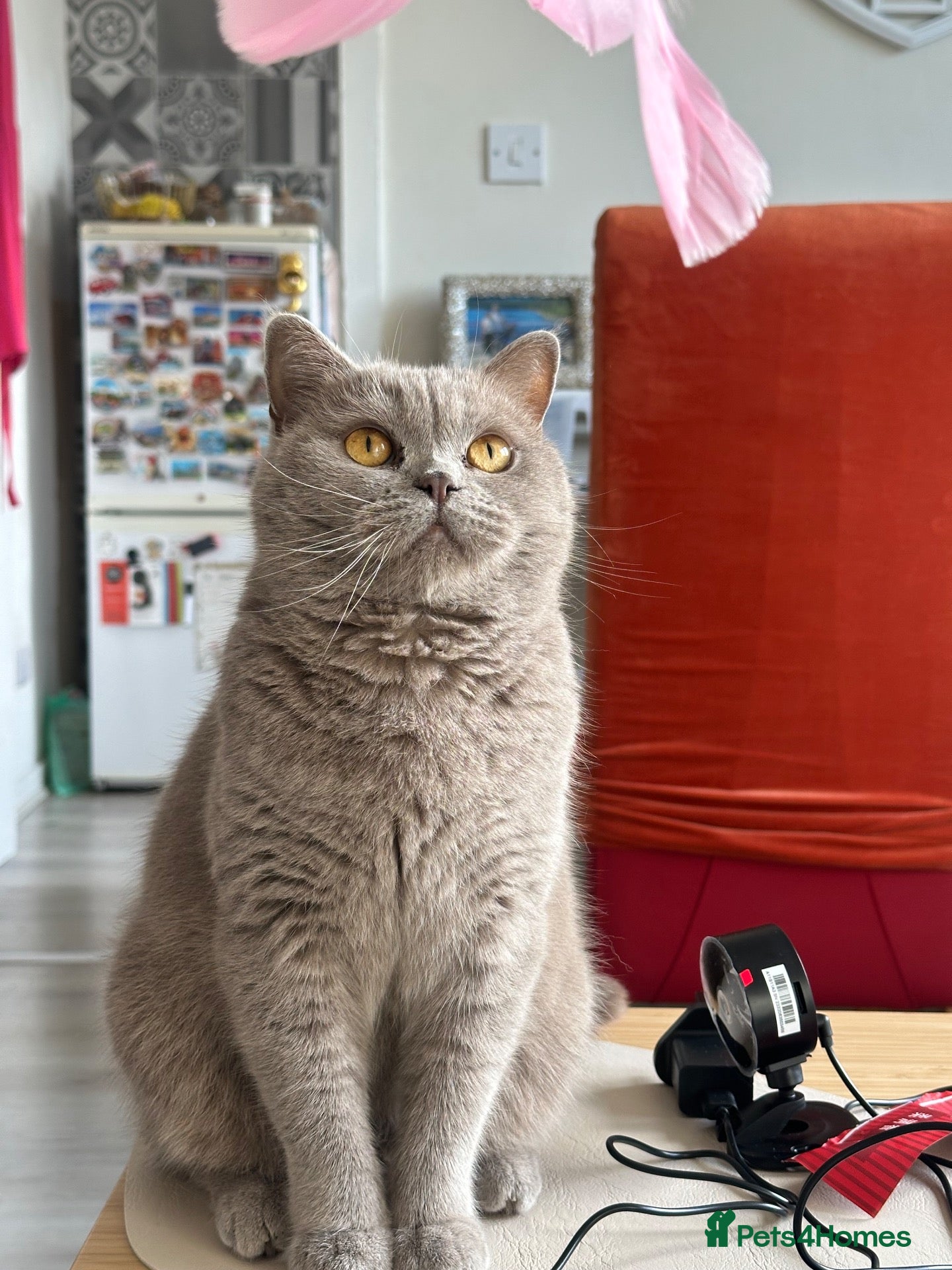 British Shorthair cats for sale: BSH girl  - Advert 2