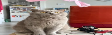 British Shorthair 1