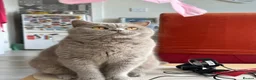 British Shorthair cats for sale: BSH girl  - Advert 1