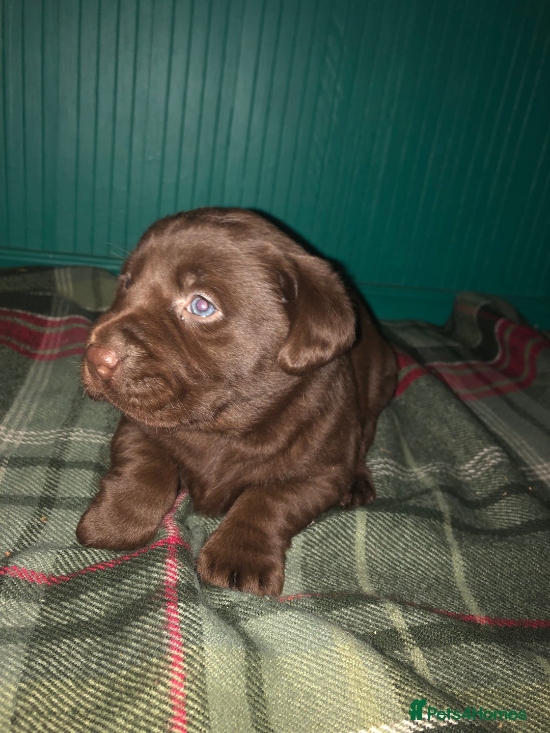Labrador Retriever dogs for sale: Stunning chunky chocolate Labrador puppies  - Advert 5