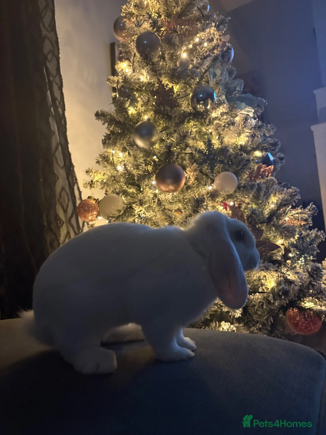Mixed Breed rabbits for sale: Female lop x in Cardiff - Advert 5