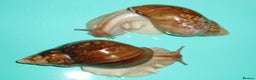 Snails invertebrates for sale: PANTHERA "GOLD" GIANT AFRICAN LAND SNAILS - Advert 1