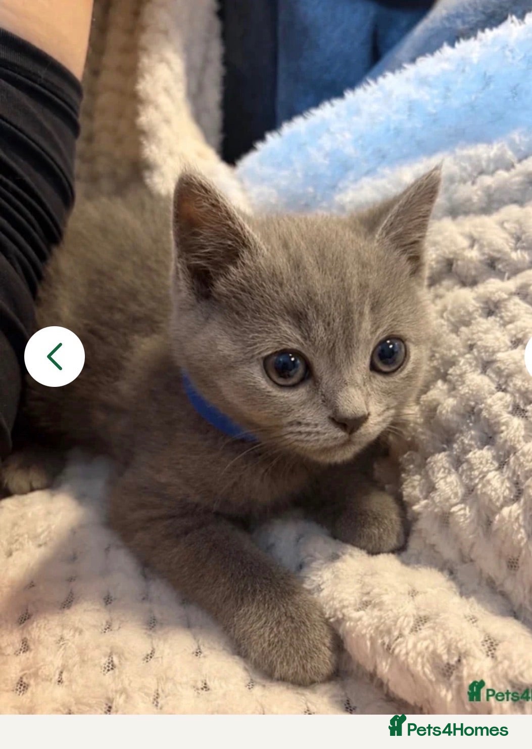 British Shorthair cats 5 Beautiful Pure British Shorthair kittens  - Advert 4