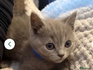 British Shorthair cats 5 Beautiful Pure British Shorthair kittens - Advert 4