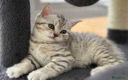 British Shorthair cats for sale: GCCF BSH Chinchilla Rare, Beautiful Kittens - Image 38