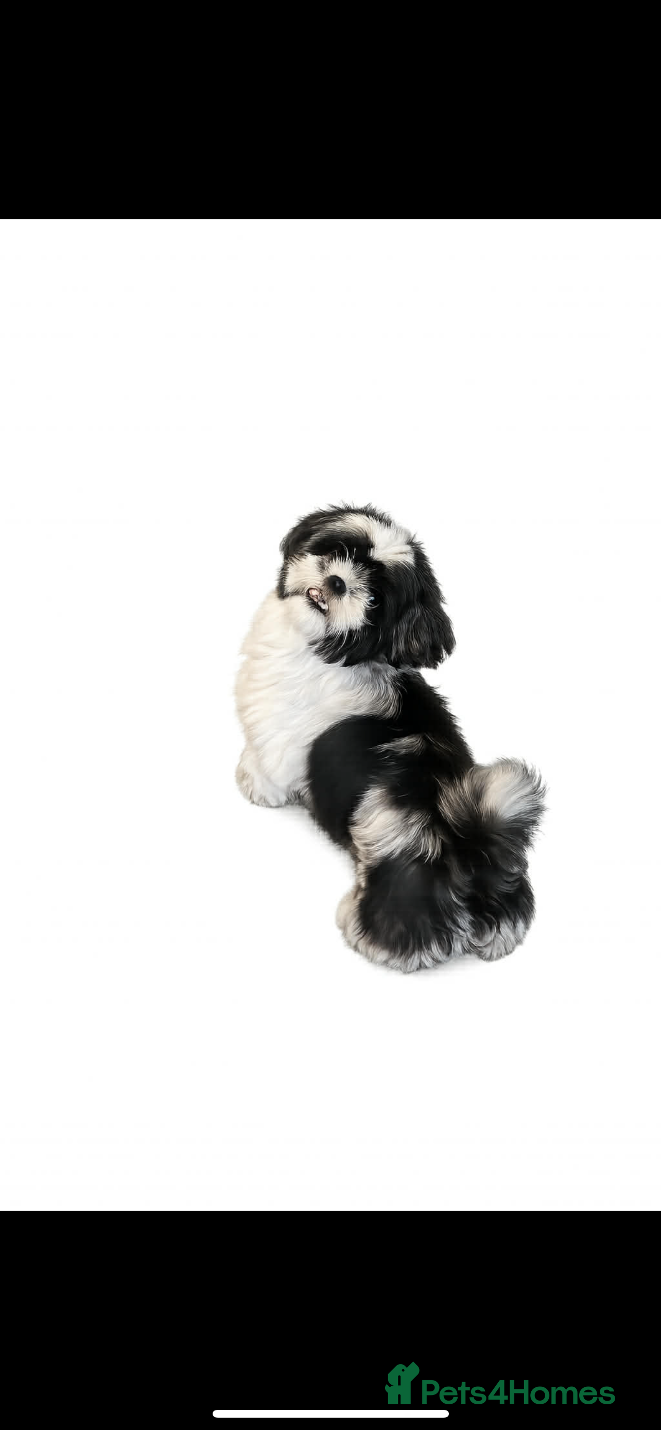 Shih Tzu dogs Kizzy shih tzu girl - Advert 7